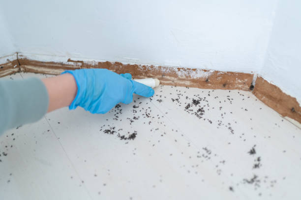 Best Mosquito Control Services  in La Vernia, TX